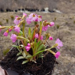 Примула розовая Грандифлора (Gandiflora)
