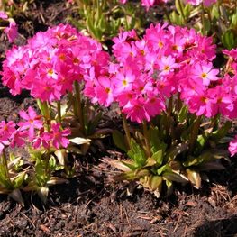 Примула розовая "Gandiflora" (Грандифлора)