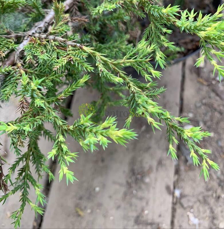 Можжевельник Средний Голд Коаст (Gold Coast)