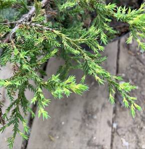 Можжевельник Средний Голд Коаст (Gold Coast)