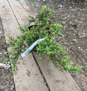 Можжевельник Средний Голд Коаст (Gold Coast)