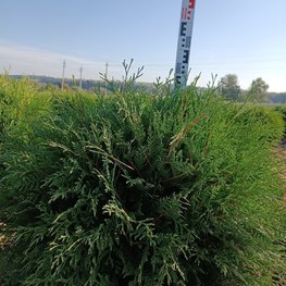 Туя западная "Шаровидная"