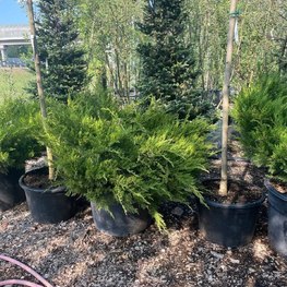 Можжевельник средний Минт Джулеп (Mint Julep)