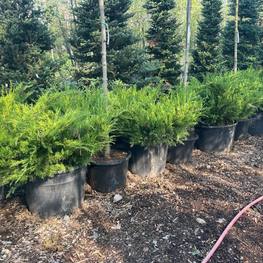 Можжевельник средний Минт Джулеп (Mint Julep)