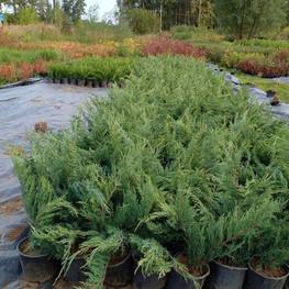 Можжевельник средний Минт Джулеп (Mint Julep)