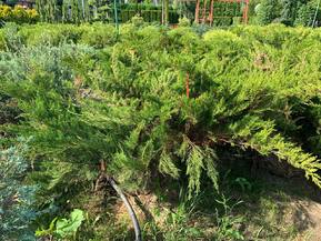 Можжевельник средний Минт Джулеп (Mint Julep)