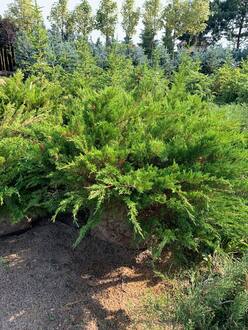 Можжевельник средний Минт Джулеп (Mint Julep)