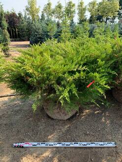 Можжевельник средний Минт Джулеп (Mint Julep)