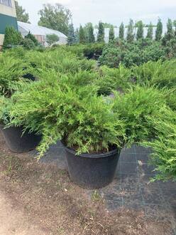 Можжевельник средний Минт Джулеп (Mint Julep)