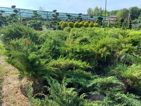 Можжевельник средний Минт Джулеп (Mint Julep)