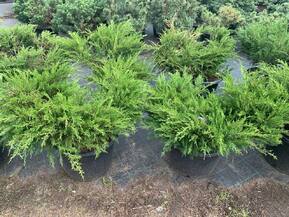 Можжевельник средний Минт Джулеп (Mint Julep)