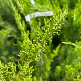 Можжевельник средний Минт Джулеп (Mint Julep)