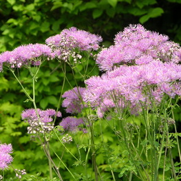 Василистник водосборолистный Лемон Бальм (Lemon Balm)