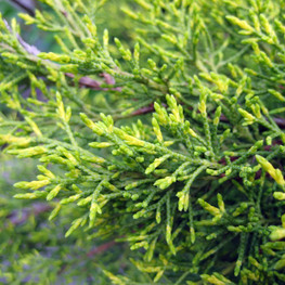 Можжевельник средний Олд Голд (Old Gold)