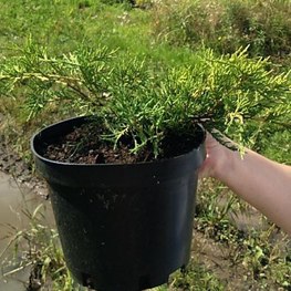 Можжевельник средний Олд Голд (Old Gold)