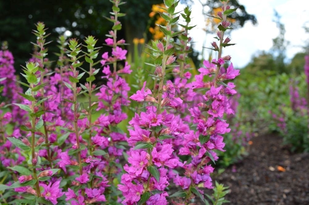 Дербенник иволистный Робин (Robin)