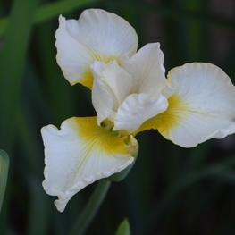 Ирис сибирский Беллиссима (Bellissima)