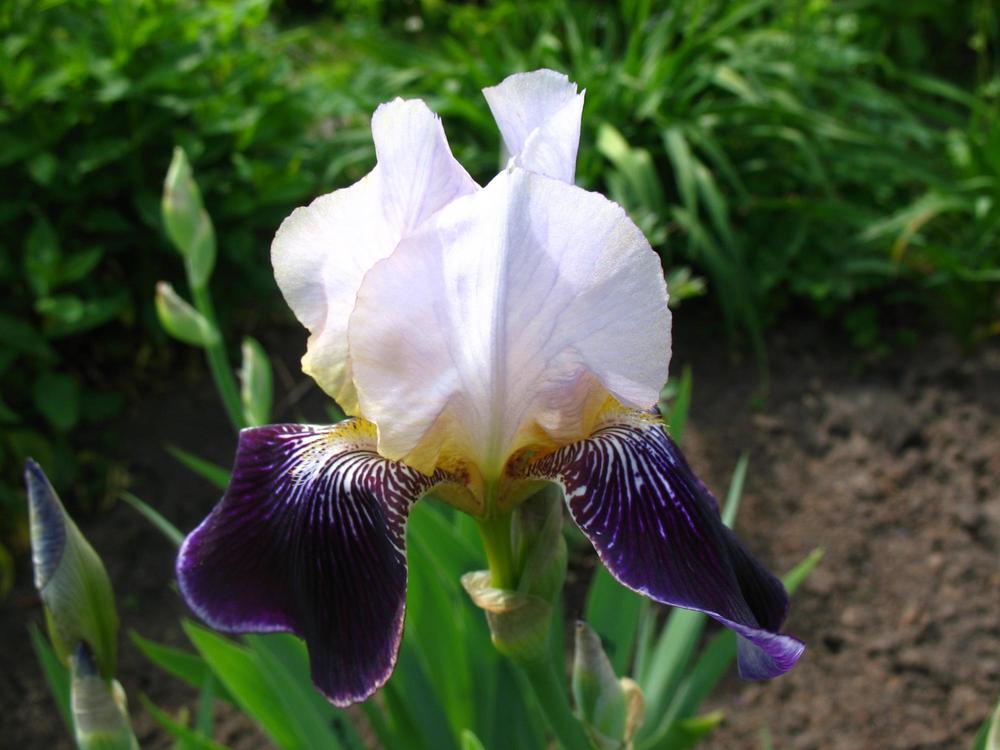 Ирис германский Сильверадо (Silverado)