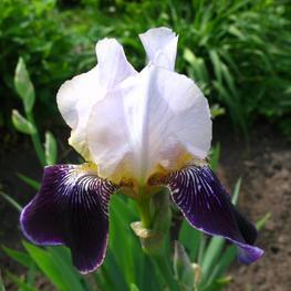 Ирис германский Сильверадо (Silverado)