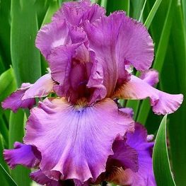 Ирис германский Кантина (Cantina)