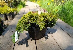 Можжевельник лежачий Нана (Nana)