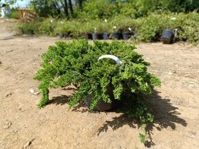 Можжевельник лежачий Нана (Nana)