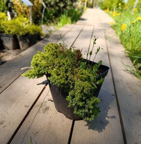 Можжевельник лежачий Нана (Nana)