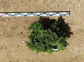 Можжевельник лежачий Нана (Nana)