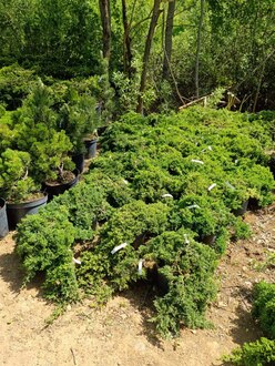 Можжевельник лежачий Нана (Nana)