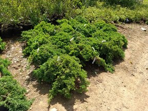 Можжевельник лежачий Нана (Nana)