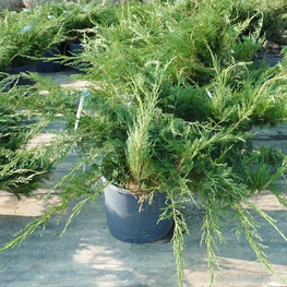 Можжевельник казацкий "Tamariscifolia"