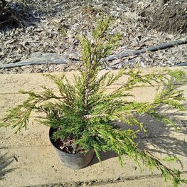 Можжевельник казацкий Тамарисцифолия (Tamariscifolia)