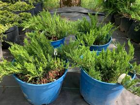 Можжевельник казацкий Тамарисцифолия (Tamariscifolia)