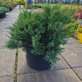 Можжевельник казацкий Тамарисцифолия (Tamariscifolia)