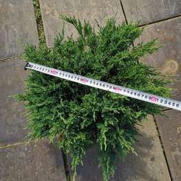 Можжевельник казацкий Тамарисцифолия (Tamariscifolia)