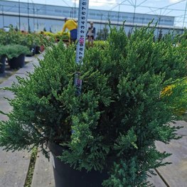 Можжевельник казацкий Тамарисцифолия (Tamariscifolia)