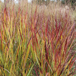 Просо прутьевидное Шенандоа (Schenandoach)