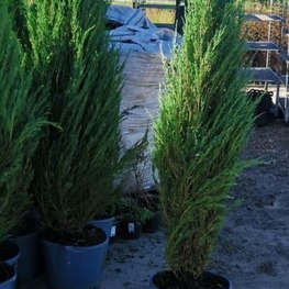 Можжевельник скальный Блю Эрроу (Blue Arrow)