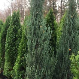 Можжевельник скальный Блю Эрроу (Blue Arrow)