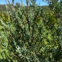 Можжевельник скальный Блю Эрроу (Blue Arrow)