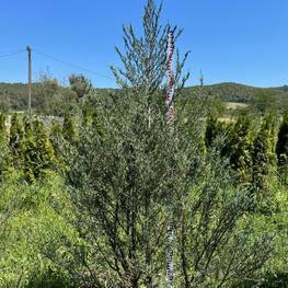 Можжевельник скальный Блю Эрроу (Blue Arrow)