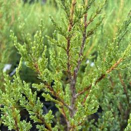 Можжевельник скальный Блю Эрроу (Blue Arrow)