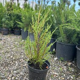 Можжевельник скальный Блю Эрроу (Blue Arrow)