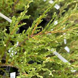 Можжевельник скальный Блю Эрроу (Blue Arrow)