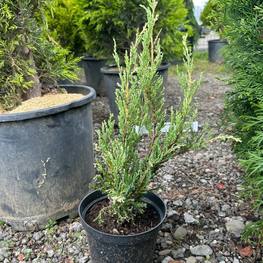 Можжевельник скальный Блю Эрроу (Blue Arrow)