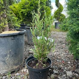 Можжевельник скальный Блю Эрроу (Blue Arrow)