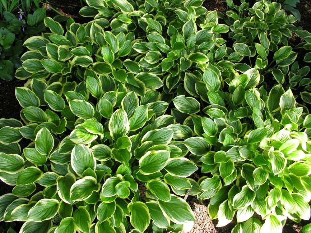 Хоста Со Свит (So Sweet)