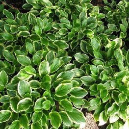 Хоста Со Свит (So Sweet)