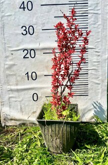 Барбарис Тунберга Ред Компакт (Red Compact)