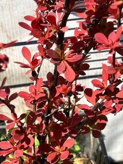 Барбарис Тунберга Ред Компакт (Red Compact)